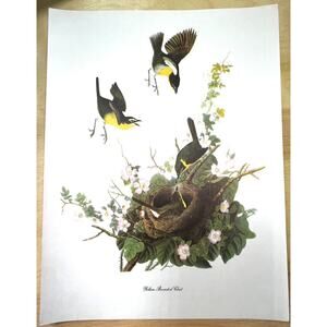 Audubon Birds of America Yellow-Breasted Chat Original Print Vtg 1950 Peterson